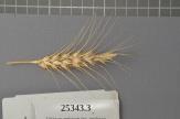 Click for 1 image(s) for this accession. Spike